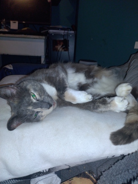 The Very Eventful Lives of the Excellent Cats