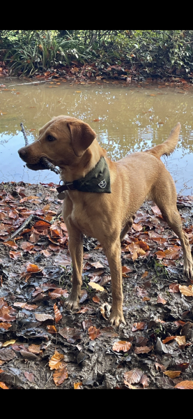 Puppy Survival Thread - for old and new pups heading into winter