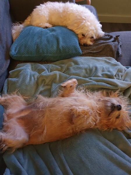 What do you call your dog…?