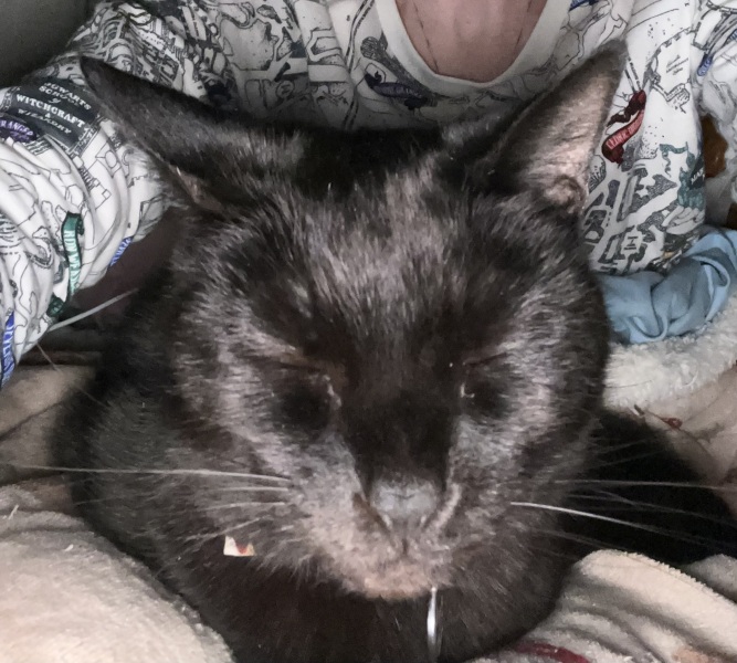The Very Eventful Lives of the Excellent Cats