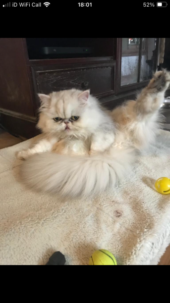 Show me your Persians!