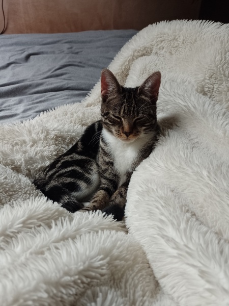 Does anyone prefer adult cats over kittens?