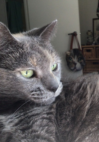 The Very Eventful Lives of the Excellent Cats