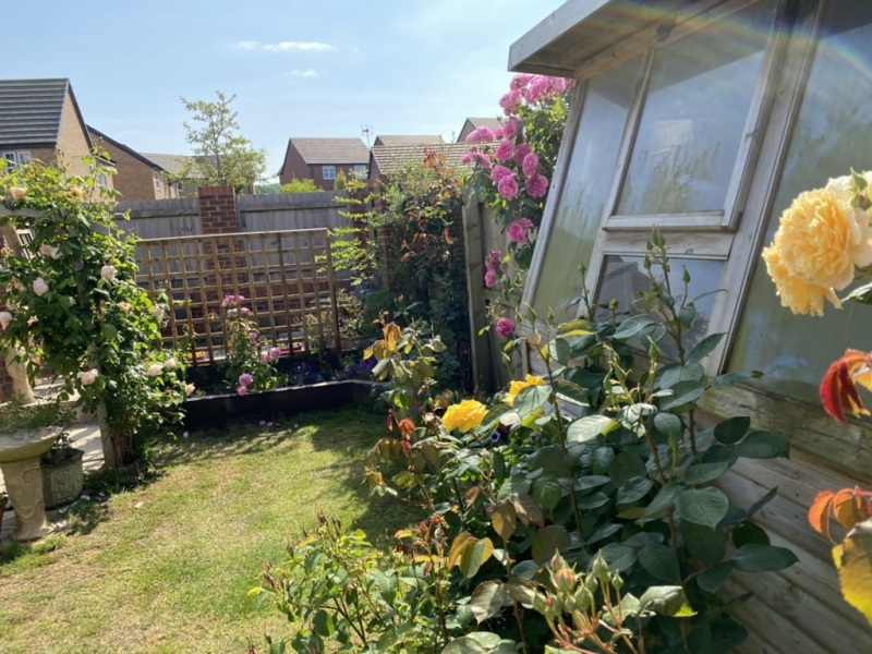 Rose pruning