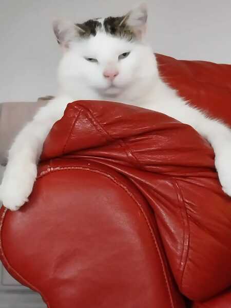 Cat's breathing odd