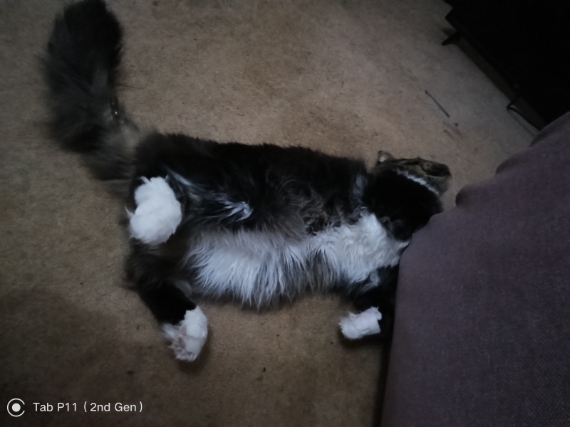Should I get a cat? (Maine Coon)