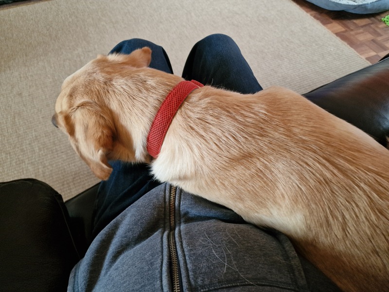 Eau de Dog