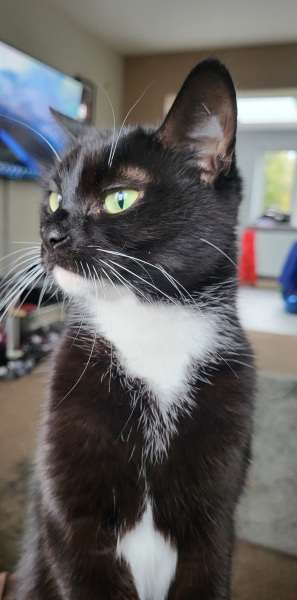 Please can I see pics of your cats?
