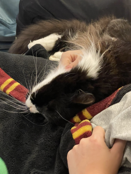 Please can I see pics of your cats?