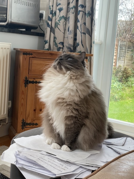 What is one thing you love about your cat?