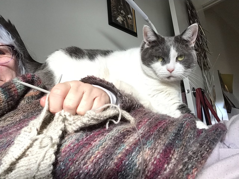 Not once in my life have I ever said "I wish a cat would climb on me and then stick its bum right in my face."