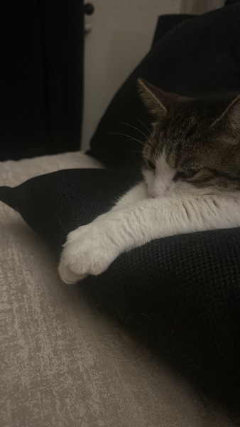 Please can I see pics of your cats?