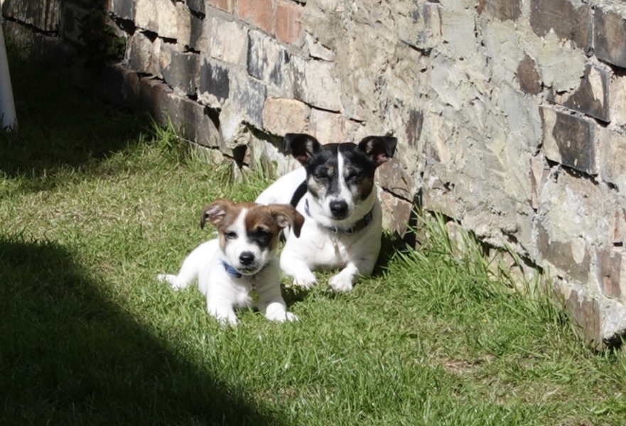 Which shops let dogs in?