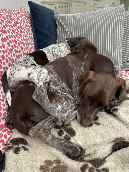 Puppy Survival Thread - for old and new pups