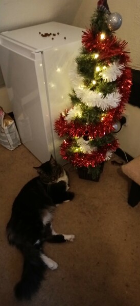 Is it just me or are people putting up the Christmas tree earlier and earlier?