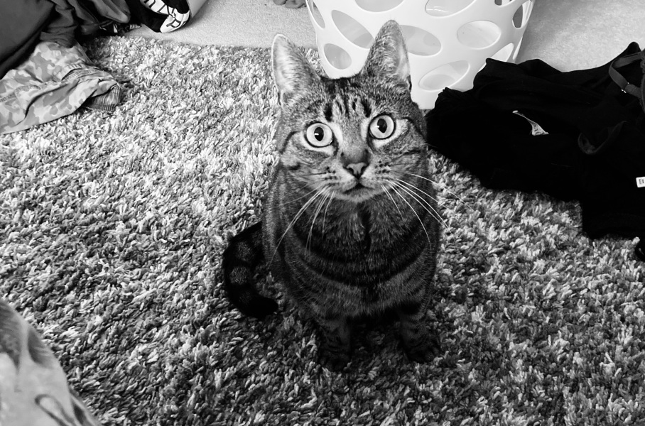 Post your cute kitties 😸