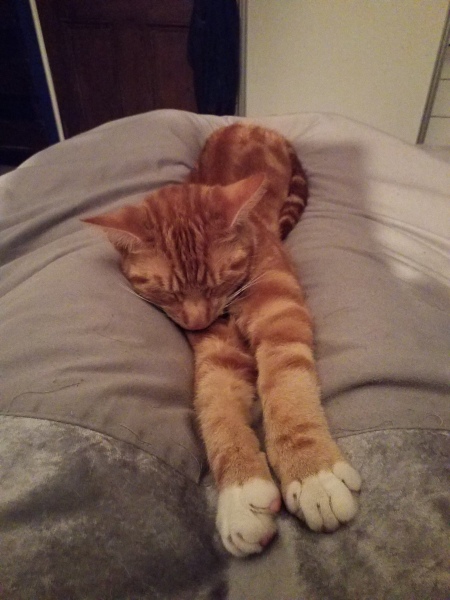 Post your cute kitties 😸