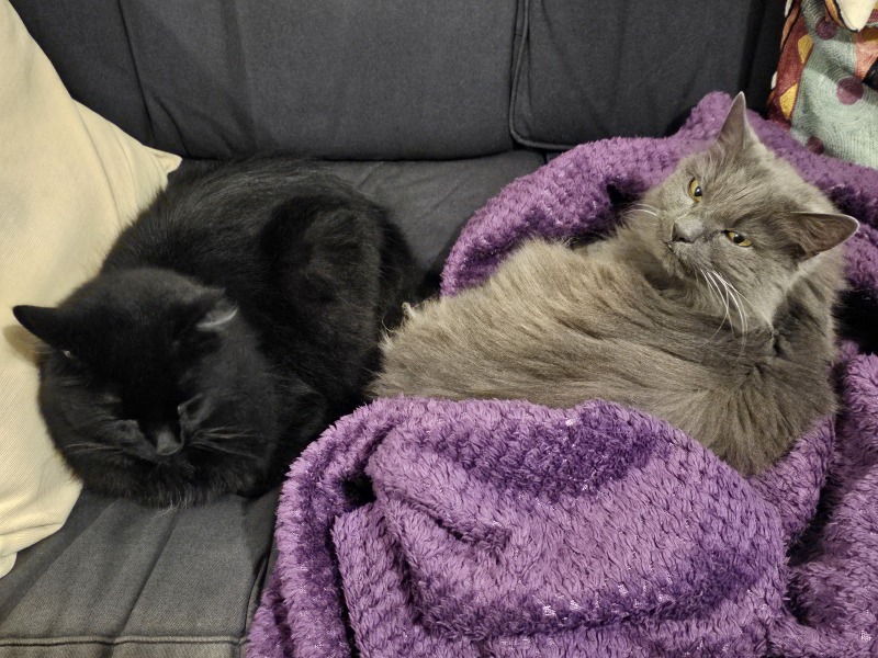 The Very Eventful Lives of the Excellent Cats