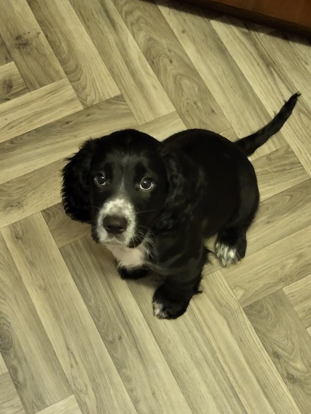 Puppy Survival Thread - for old and new pups
