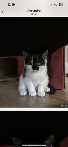New kitten- where to sleep?