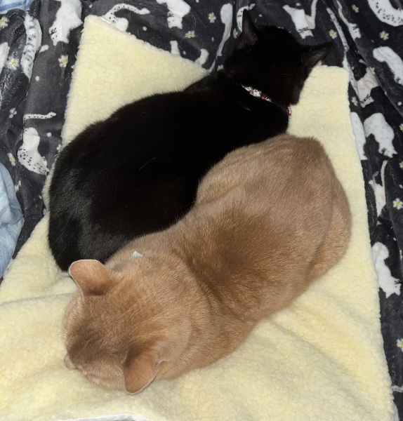 Let's see your best "Loaf of Doom" pics!