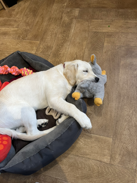 Golden Retriever - smallish house