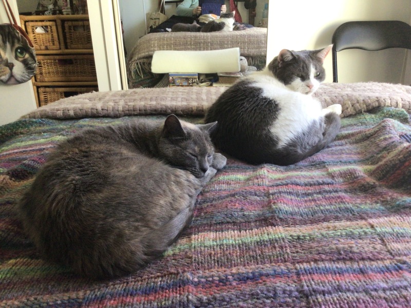What is one thing you love about your cat?