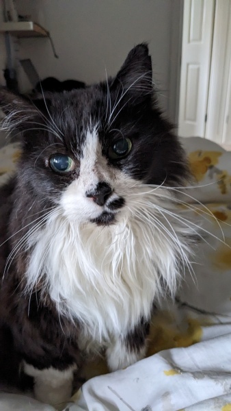 Please can I see pics of your cats?