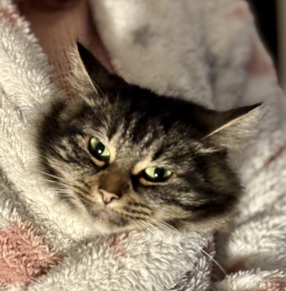 The Very Eventful Lives of the Excellent Cats