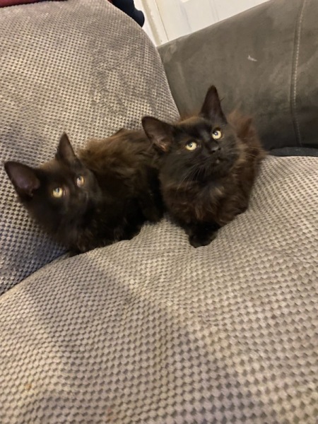 Pair of kitten name suggestions