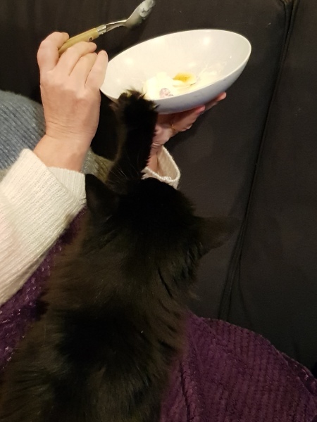 The Very Eventful Lives of the Excellent Cats