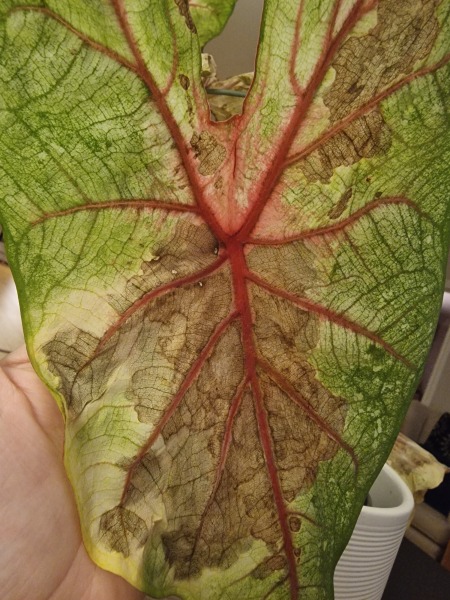 Why is my caladium dying? (Again!)
