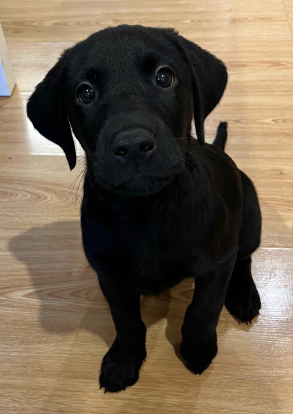 Puppy Survival Thread - for old and new pups