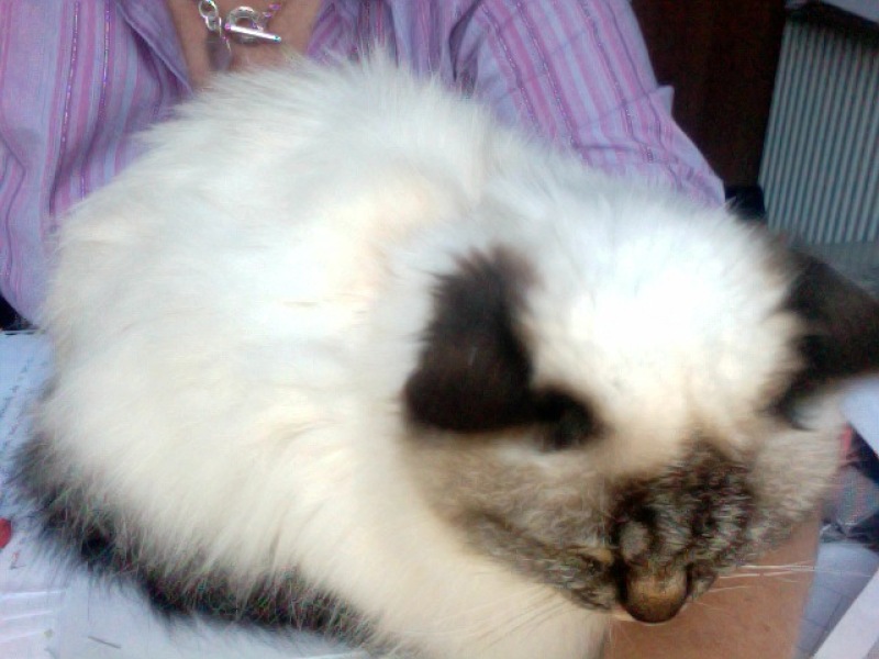 The Very Eventful Lives of the Excellent Cats