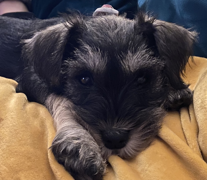 Puppy Survival Thread - for old and new pups