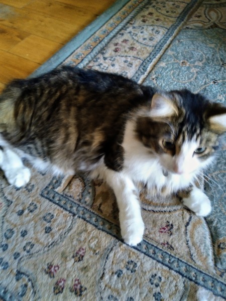 Should I get a cat? (Maine Coon)