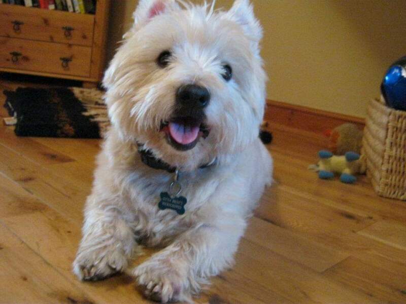 To ask you to come and celebrate your dog with me