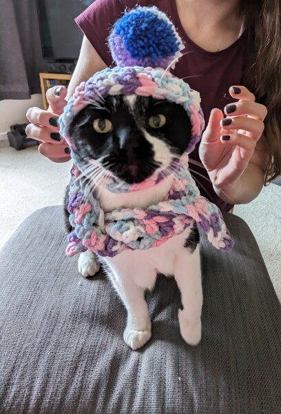 Post your cute kitties 😸