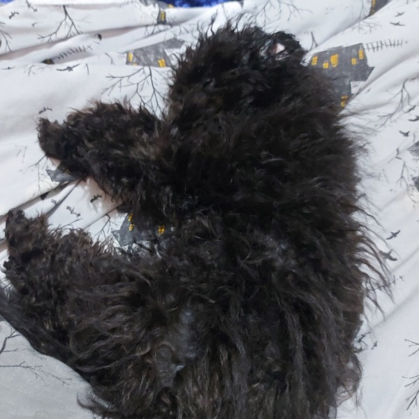 Puppy Survival Thread - for old and new pups heading into winter