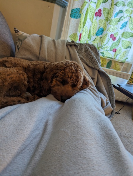 Advice - Dog or no dog?