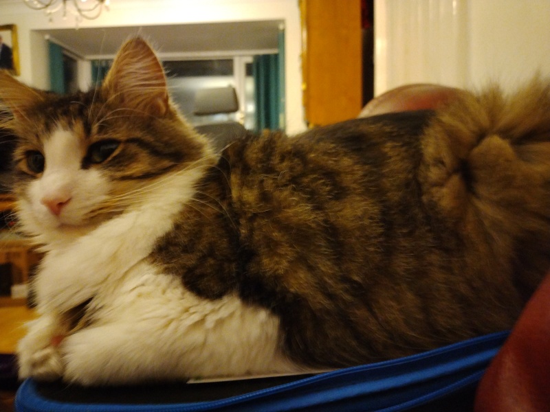 Poll - Your favourite bit of your cat(s)!