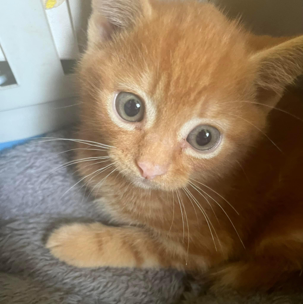 Are my kittens too small?