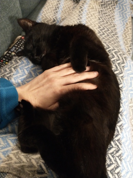 The Very Eventful Lives of the Excellent Cats