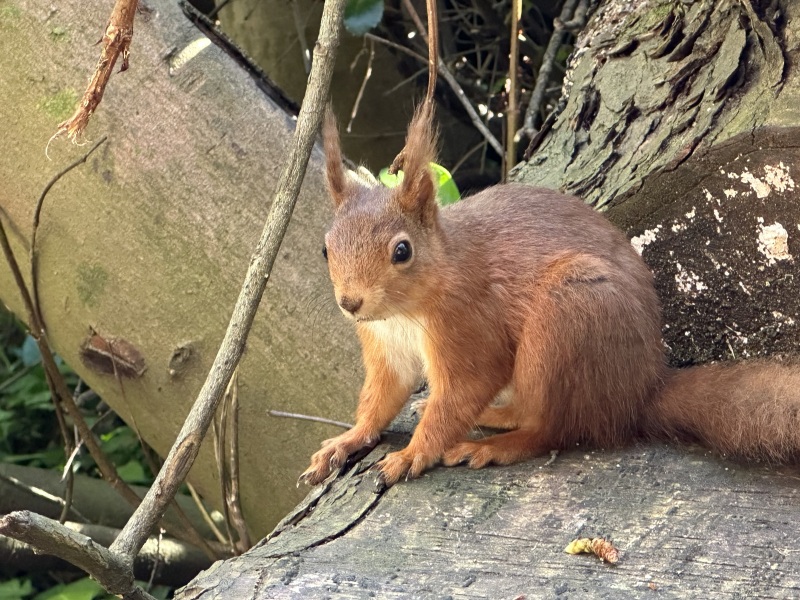 Have you ever seen a red squirrel?