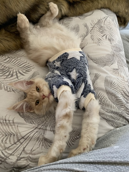Post your cute kitties 😸