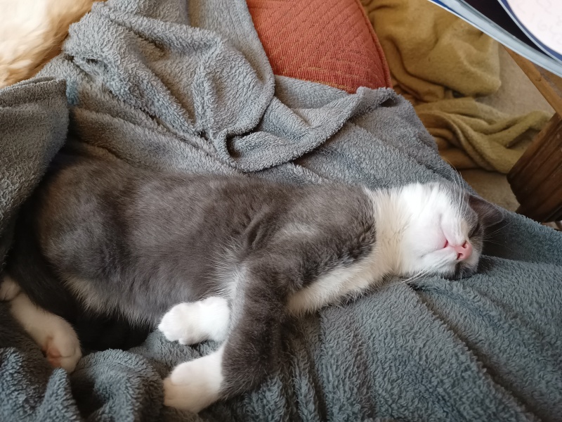 Does anyone prefer adult cats over kittens?
