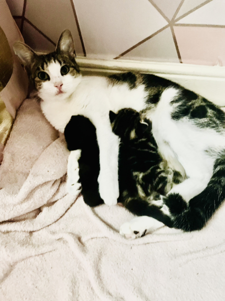 Please can I see pics of your cats?