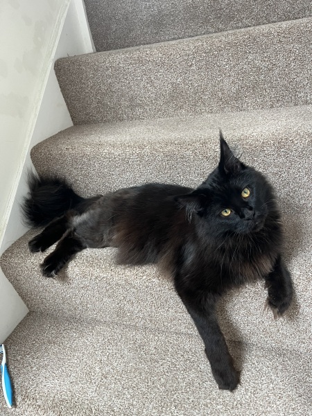 Should I get a cat? (Maine Coon)