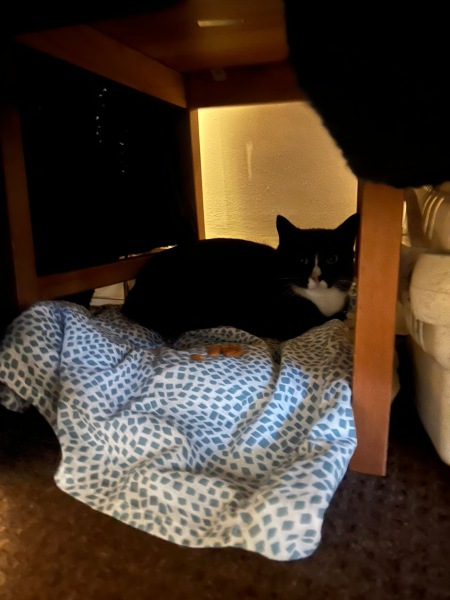 Helping very nervous rescue cat settle in