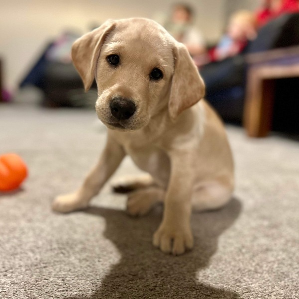 Puppy Survival Thread - for old and new pups